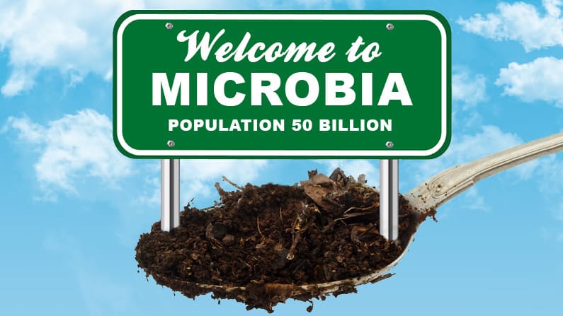 Microorganisms: The Living Engine of Soil—Part 1