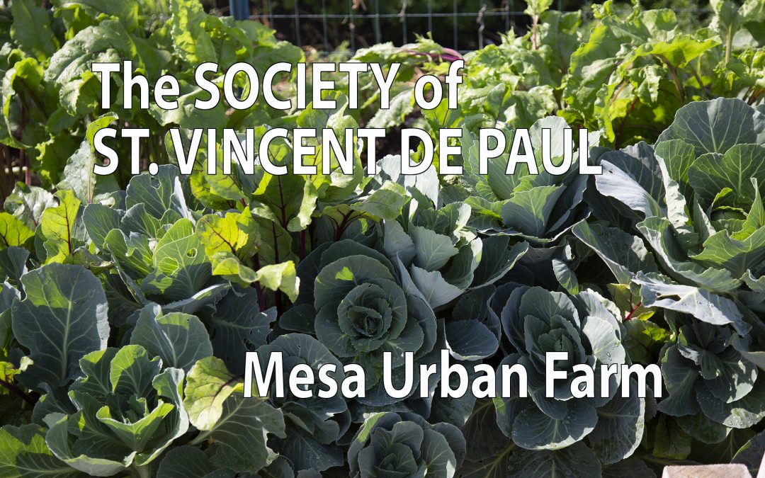 BHN Assists St Vincent de Paul Mesa Urban Farm